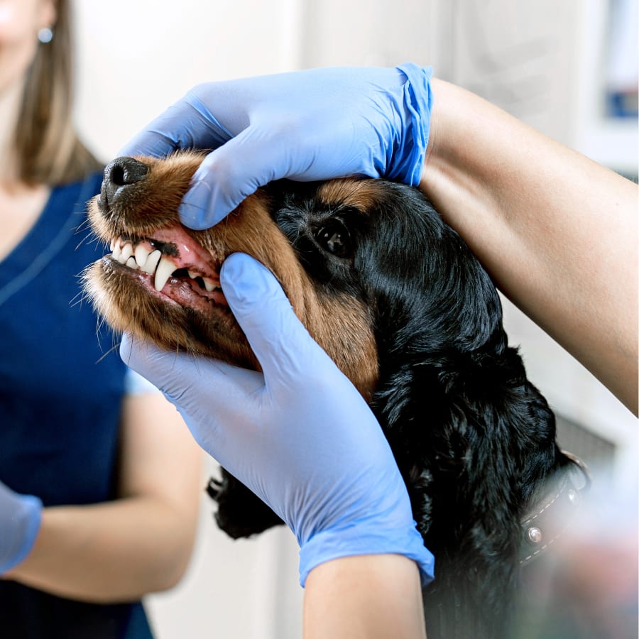 pet dentist in Southgate 